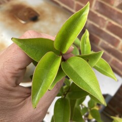 Plant ID please