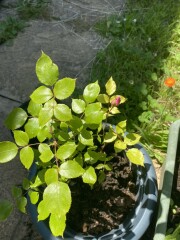Rose identification help