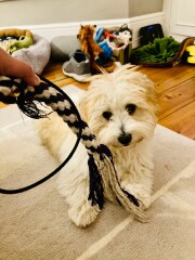 Can we share dog pictures?