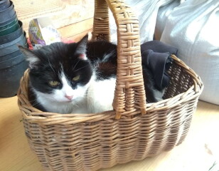 War and Peace Readalong thread 2022 - thread 2