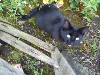 Talk to me re black cats…