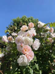 Help identifying a rose 