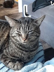 Brexit mega thread part 8: platinum jubilee edition 