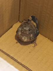 Do you want to see a baby goldfinch