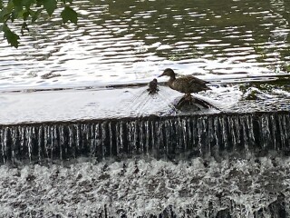 Come and tell me your dull and unexciting news 22: Calmly through the day