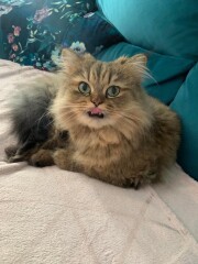 Getting a new rescue Persian with current rescue boy. 
