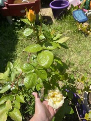 Rose identification help