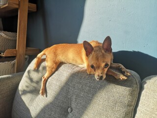 Overweight Pooch