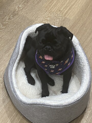 Can we share dog pictures?