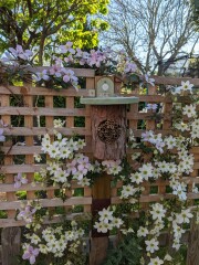 *PICS* Complete novice with a blank slate garden