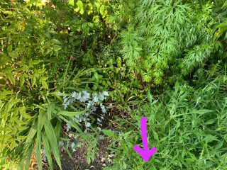 Why are the plants leaning like that? (Photos)