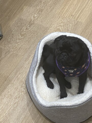 Can we share dog pictures?