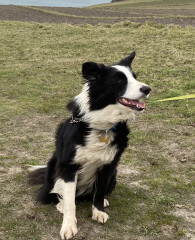 Can we share dog pictures?