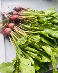 The Vegetable Patch