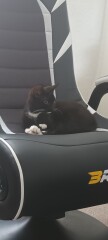 I want to show off my kittens!!