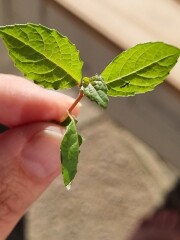 What are these seedlings in my nectarine tree pot?