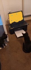 I want to show off my kittens!!