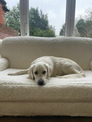 Can we share dog pictures?
