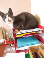 War and Peace Readalong thread 2022 - thread 2