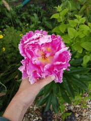 Peony flower has multiple 'centres' around the edge