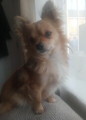 To think chihuahuas are the best dog?