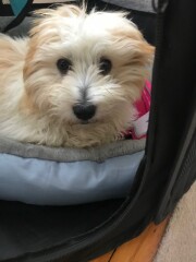 Can we share dog pictures?