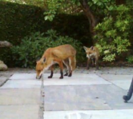 Foxes in neighbour's abandoned garden