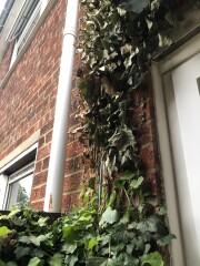 Ivygate