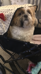 My dog is not allowed