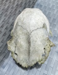 Help identify animal skull?