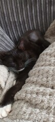 I want to show off my kittens!!