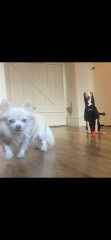 To think chihuahuas are the best dog?