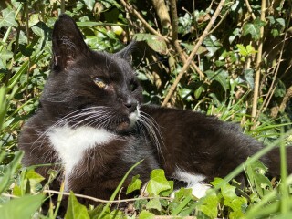 Elly Griffiths' Ruth Galloway novels (*possible spoilers)