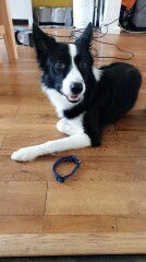 Can we share dog pictures?