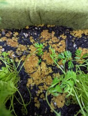 What has happened to my carrots!! 