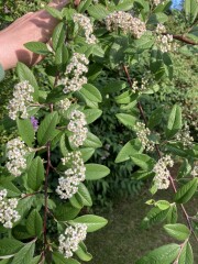 Two plant ID questions