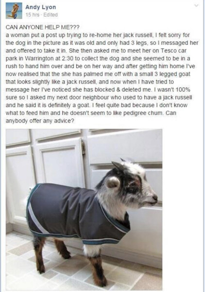 My friend has left her dog with me
