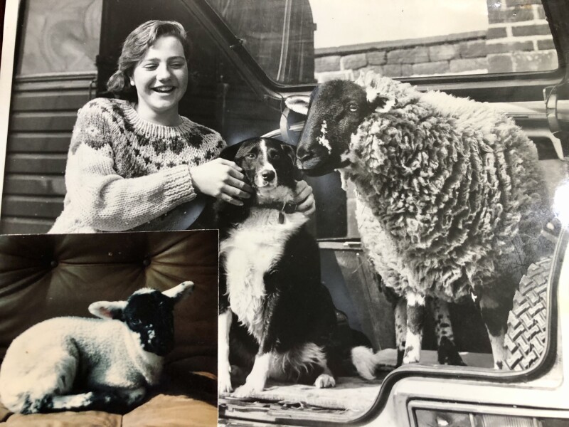 Why do sheep need so much help? 