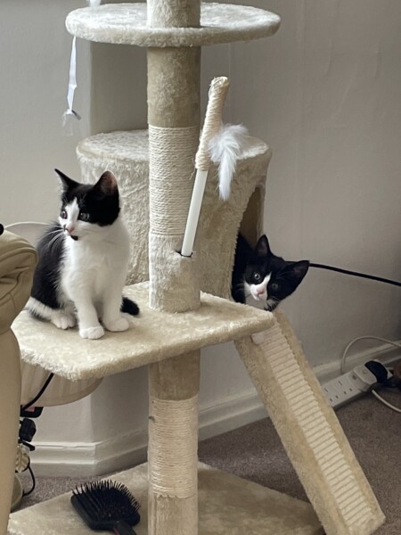 New Kittens!
