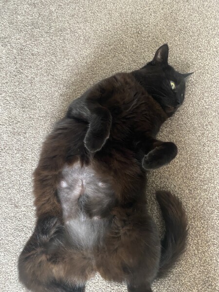 What is this on my cat??