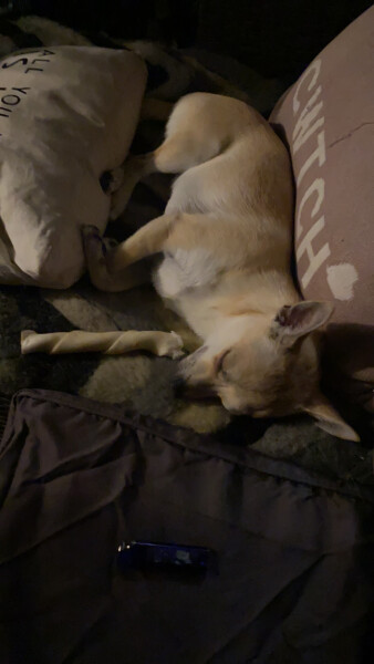 What does your dog do all day?