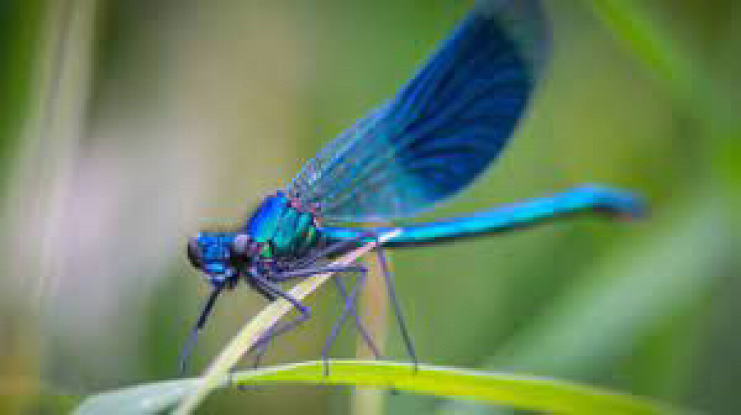 Does anyone else think dragonflies are absolutely disgusting ?