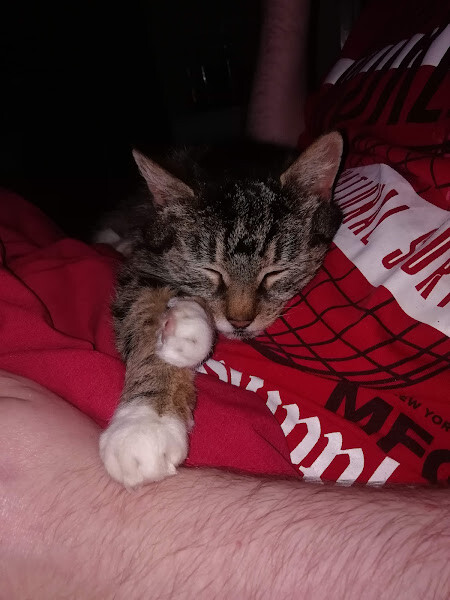 My cat likes to sleep...