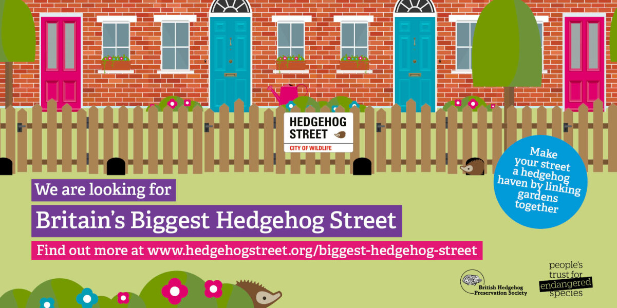 To ask you to please help hedgehogs and other wildlife prepare for winter