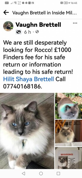 Neighbour's Ragdoll is missing Mill Hill NW7