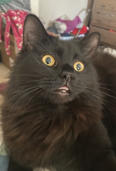 To think Alan could just kill the bloody mouse? 