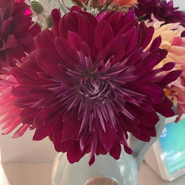 Who’s growing Dahlias this year