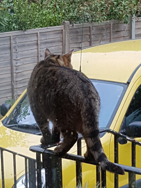 Thug cat part 4.  After all, it's not my Axminster.