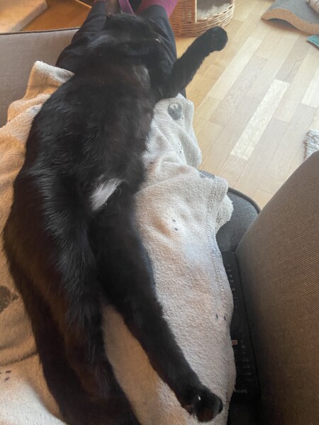 Male cats vs female cats, which are more affectionate?