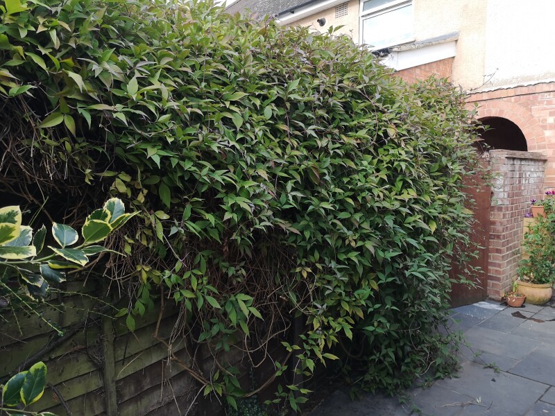 Overgrown clematis - what do I do? 